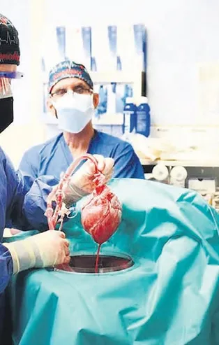 57 yaşındaki hasta domuz kalbi nakledilerek hayata bağlandı! Uzmanlar ameliyatı yorumladı