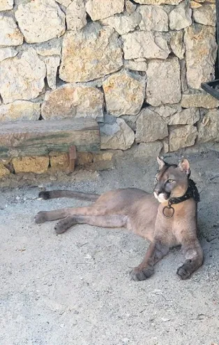 İstanbul Silivri'de evden puma çıktı