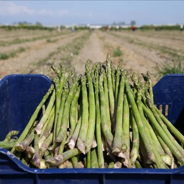 Sağlığa kuşkonmaz