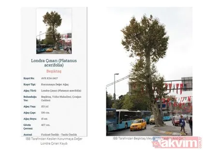 İstanbul tarihine kazınan bir ihanet! Ağaç zarar görmesin diye köşk yürüten Atatürk’ten asırlık çınarları katleden CHP’li İBB’ye