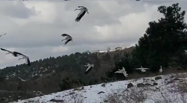 afrikadan-avrupaya-goc-ederken-istanbulda-mola-veren-leylekler-icin-yem-dagitildi-1647786286345.jpg Afrika'dan Avrupa'ya göç ederken İstanbul'da mola veren leylekler için yem dağıtıldı-3