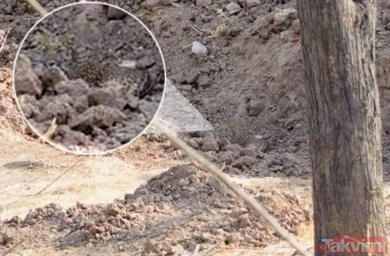 Bu fotoğraf bakanlara saç baş yoldurdu! Bir leopar var ama hadi bulun bulabilirseniz! Zor olduğuna eminiz arayanların yüzde 99'u vazgeçti - 6