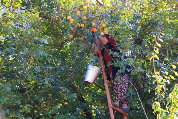 yeni-sari-altin-cennet-hurmasi-dalinda-kilosu-3-lira-kurutup-40-liradan-satiyorlar-1635764058435.jpg Yeni sarı altın: Cennet hurması! Dalında kilosu 3 lira kurutup 40 liradan satıyorlar-9