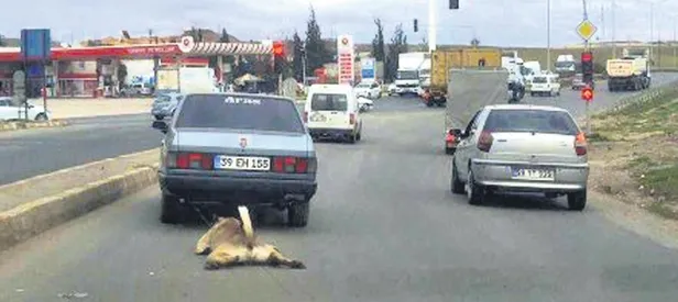 Bulun şu vicdansızı!