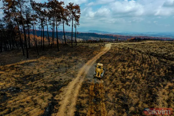 Yanan ormanlar ne olacak? Ağaçlandırma çalışması sonbaharda başlayacak - 18