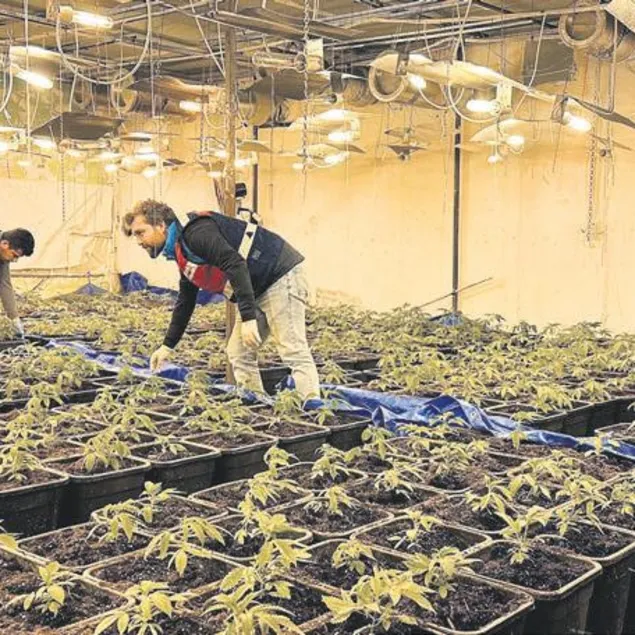 Dışı fabrika içi uyuşturucu