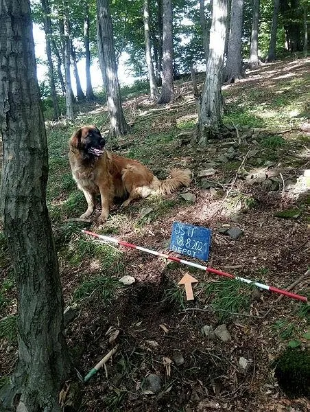 israrla-eseledi-gezmeye-cikarilan-kopek-14-yuzyildan-kalma-hazine-buldu-1631572920586.jpeg Israrla eşeledi! Gezmeye çıkarılan köpek 14. yüzyıldan kalma hazine buldu-1