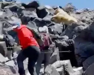 Dağcılara ayı şoku! Yer: Ağrı