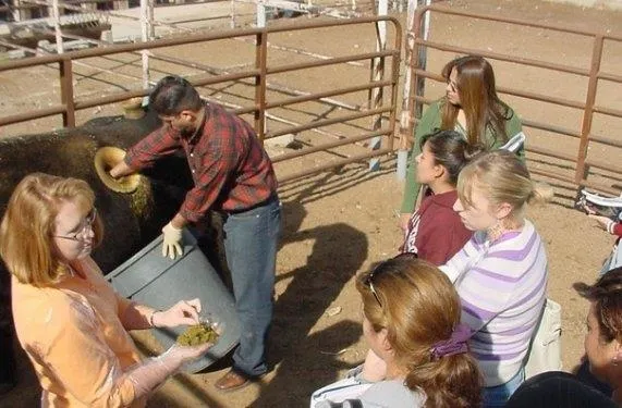 Birkaç litre fazla süt için ineklere yaptıklarına bak-12