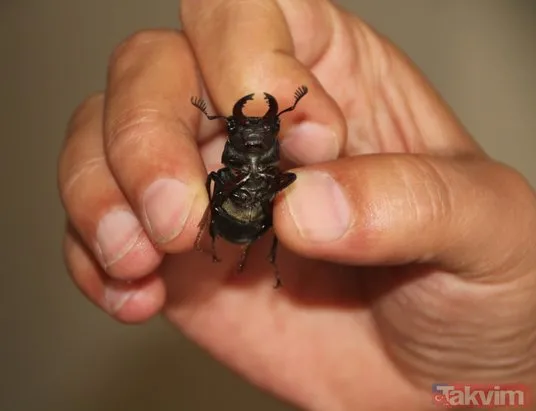 Geyik böceği o kentte de ortaya çıktı! Japonlar 150 bin dolar veriyor