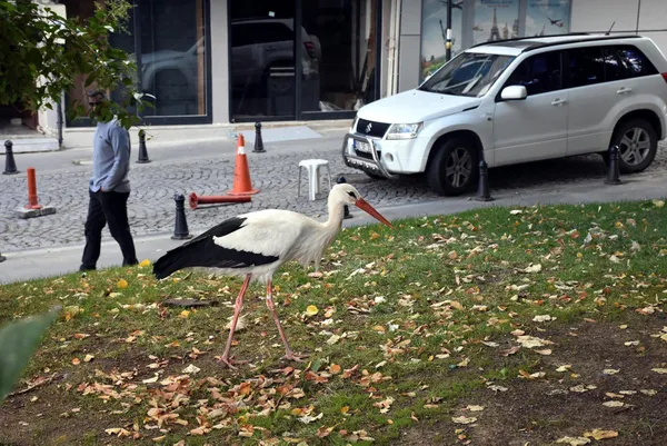 tekirdagda-suruden-ayrilan-leylege-bedesten-carsisi-esnafi-sahip-cikti-1632405053711.jpg Tekirdağ'da sürüden ayrılan leyleğe Bedesten Çarşısı esnafı sahip çıktı-8