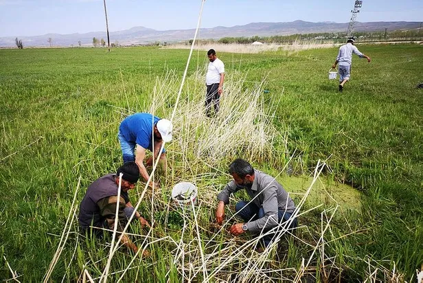 Van'da sulama kanalındaki 3 ton inci kefali Tarım ve Orman Müdürlüğü ekiplerince kurtarıldı-2