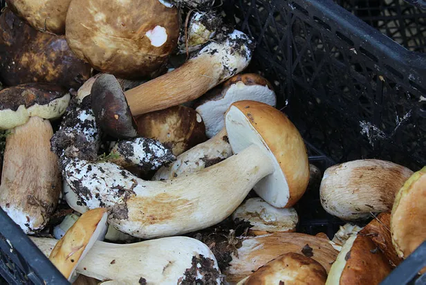 Adeta akın ettiler! Kilosu 30 liradan satılıyor!-4