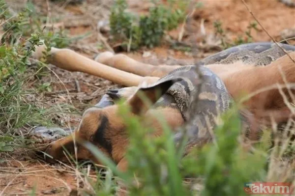 Kaplan akşam yemeği için ayıyı seçti fakat... Vahşi doğada Kaplan ile ayının şoke eden kavgası kapışması! - 28