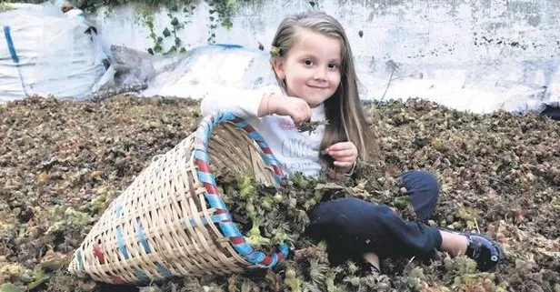 Fındık üreticisinin yüzü güldü