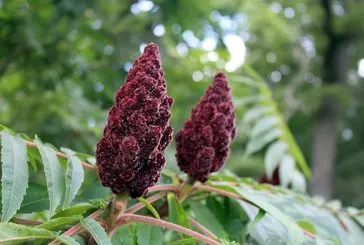 Kansere sumak