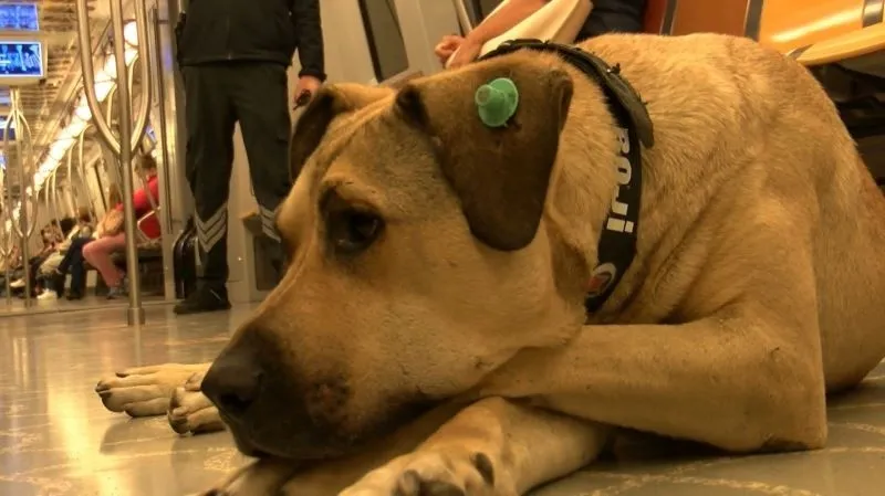 1779610136792.jpeg İBB'nin metroya doldurduğu köpekler turisti ısırdı mahkeme faturayı 3 kuruma çıkardı-3