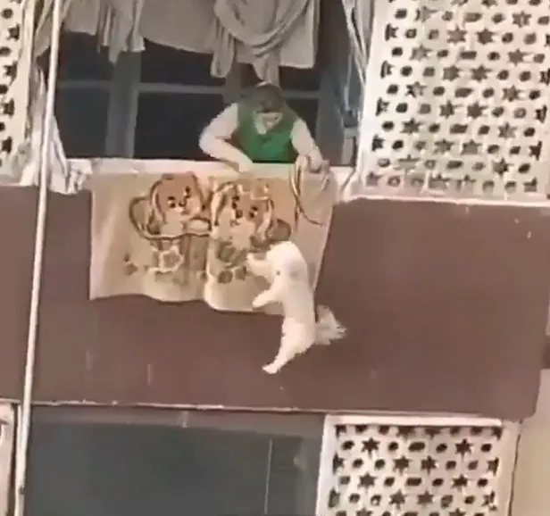 sosyal-medyada-tepki-ceken-goruntuler-kopege-kan-donduran-iskence-1597358685847.jpg Sosyal medyada tepki çeken görüntüler! Köpeğe kan donduran işkence-2