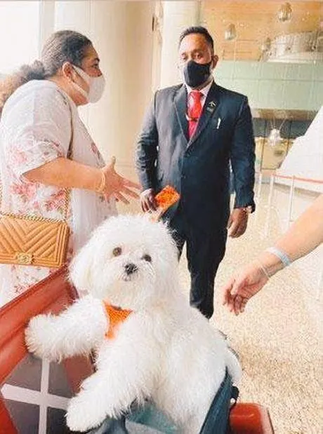 yok-artik-kopegi-icin-ucagin-business-class-bolumundeki-tum-koltuklari-satin-aldi-1632216344850.jpg Yok artık! Köpeği için uçağın business class bölümündeki tüm koltukları satın aldı-3