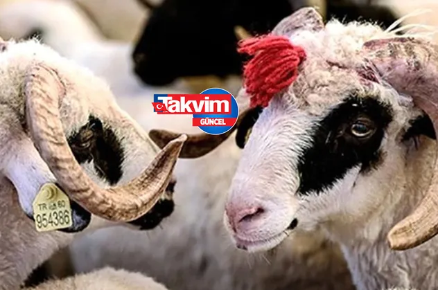 Kurban keserken okunan dualar nedir? Kurban kesimi öncesi nasıl niyet edilir? Kurban duası nasıl yapılır? Büyükbaş küçükbaş kurban duası...