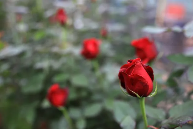 14-subat-sevgililer-gunu-cicekciler-acik-mi-12-13-14-subat-evlere-cicek-servisi-var-mi-1612443766183.jpg 14 Şubat Sevgililer Günü çiçekçiler açık mı? 12-13-14 Şubat evlere çiçek servisi var mı?-4