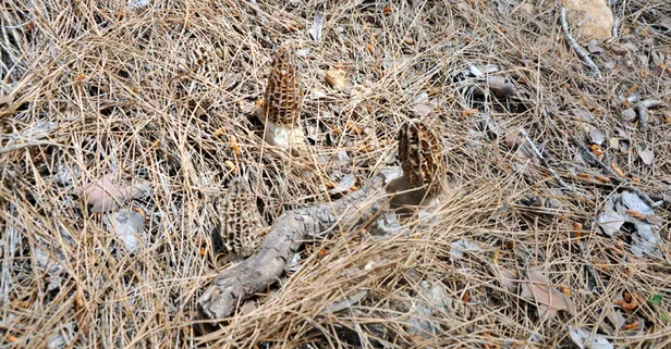Antalya Gazipaşa'da yaşayan orman köylüsü geçimini kilosunu 350 TL'den kuzugöbeği mantarı satarak sağlıyor