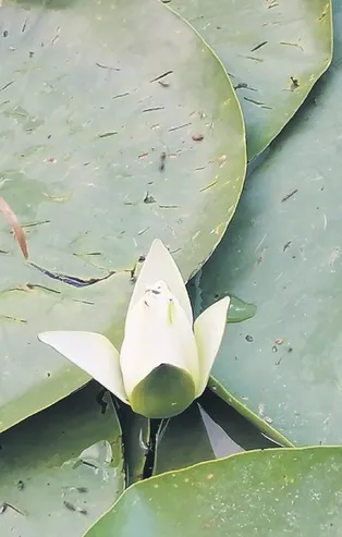 Nilüfer Gölü'nde açan çiçekleri koparmanın cezası 73 bin TL