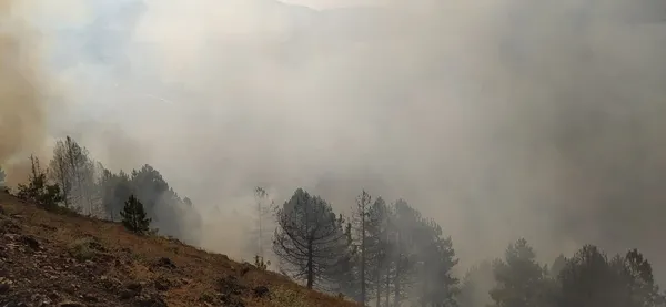 elazigda-orman-yangini-cok-sayida-ekip-sevk-edildi-1626709063205.jpg Elazığ’da orman yangını: Çok sayıda ekip bölgede-3