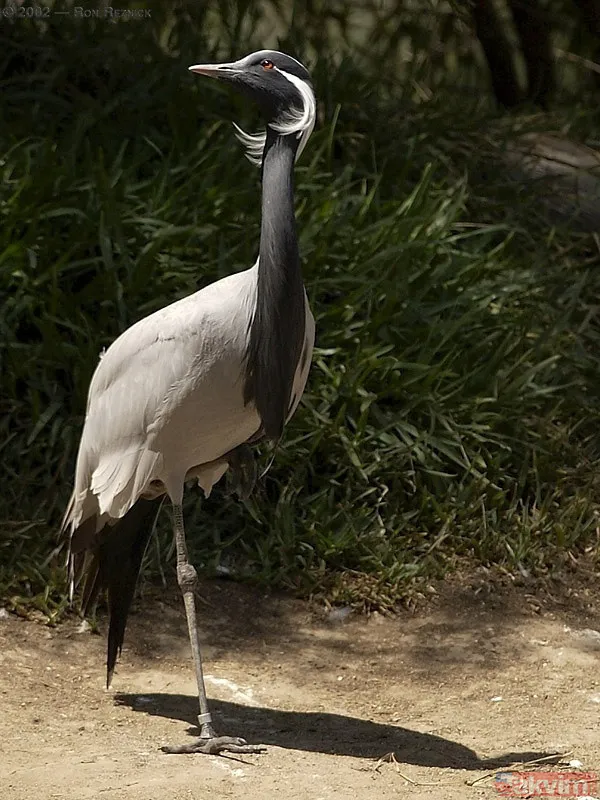 Türkiye'de 17 yıl sonra bir ilk! Telli turnalar yuva kurdu - 18