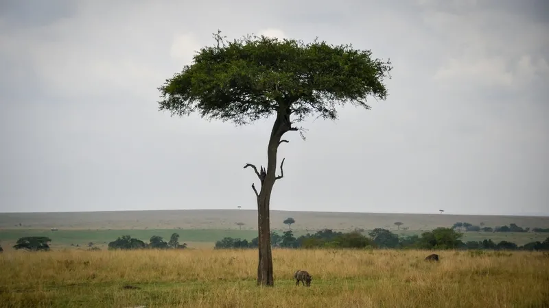 afrika-kitasi-sessizce-bolunuyor-yeni-bir-okyanus-doguyor-1777575031486.jpg Afrika kıtası sessizce bölünüyor: Yeni bir okyanus doğuyor-3