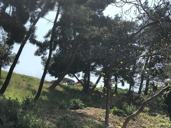 CHP'li Büyükçekmece Belediyesi'nden ağaç katliamı-1