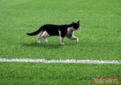 Fenerbahçe - Gaziantep FK maçında sahaya kedi girdi