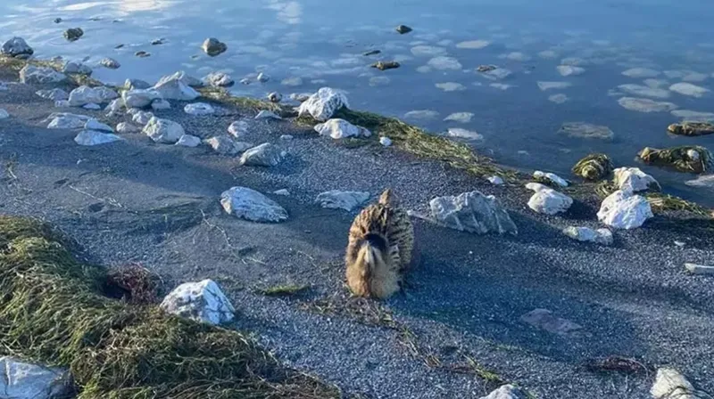 balikcilar-donup-kaldi-egirdir-golunde-ortaya-cikan-o-canli-herkesi-soke-etti-1763304877927.jpg Balıkçılar Donup Kaldı! Eğirdir Gölü'nde Ortaya Çıkan O Canlı Herkesi Şoke Etti-4