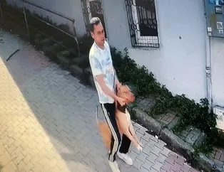 Kağıthane'de köpeğini parka götüren kadın dehşeti yaşadı! Pitbull saldırısı kamerada