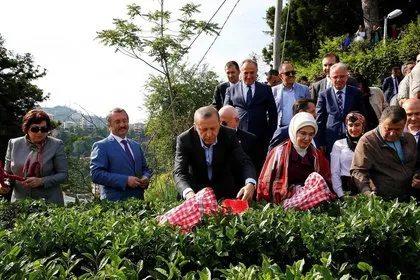 Cumhurbaşkanı Erdoğan’dan memleketinde çay hasadı