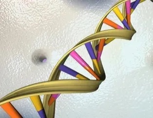 Bilim insanları, hücresel yaşlanmayı tersine çevirecek 'anahtar gen'i buldu!