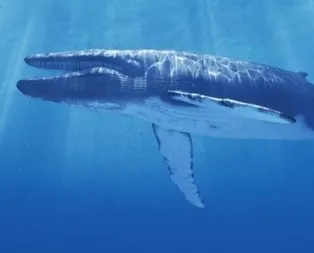 Mavi Balina nedir? Mavi Balina oyunu tehlikesi sürüyor!