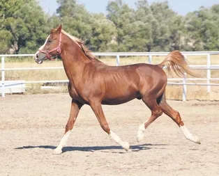 Şampiyon taylar Katar’da