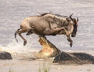 Fotoğraflarla doğanın vahşi yüzü