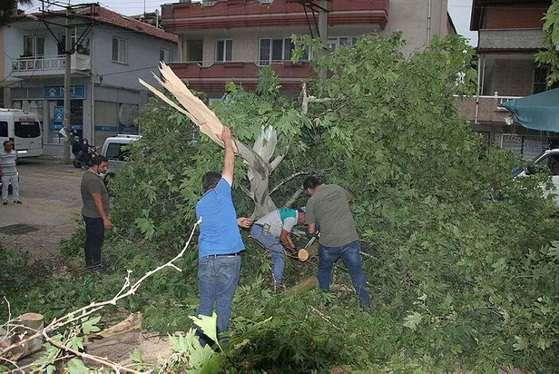 manisada-siddetli-firtina-50-yillik-agac-devrildi-1624481884388.jpeg