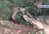 Tunceli'de boz ayı, koyun postunu çaldı