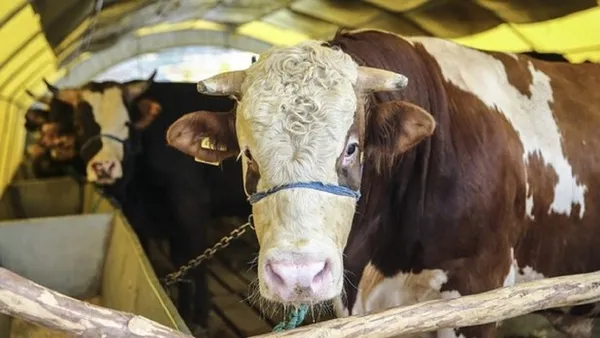 2021 kurbanlık fiyatları! Büyükbaş, küçükbaş kurban fiyatı! Kurban vekalet ücreti ne kadar?-3