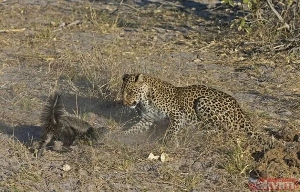 Aslan ve kaplanın (kavgası) karşılaşması hayrete düşürdü! - 32
