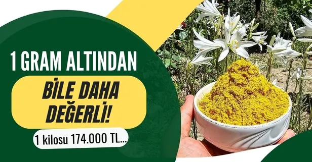 O ilimizde yetişiyor; 1 gram altından bile daha değerli! Kilosu 175 bin TL...