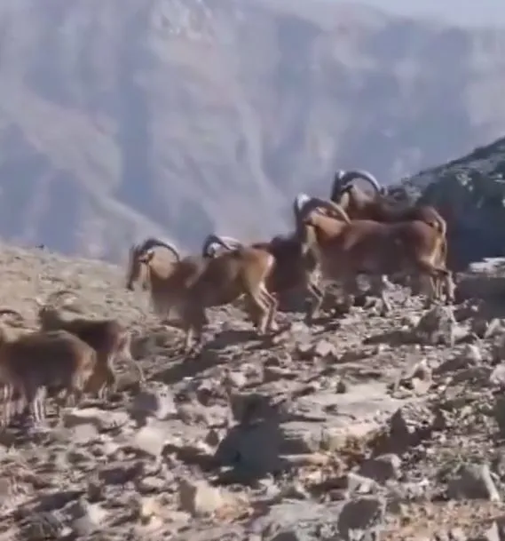 milli-savunma-bakanligi-terorden-temizlenen-ikiyaka-daglarini-paylasti-dag-kecileri-geziyor-1668846920500.jpg Milli Savunma Bakanlığı terörden temizlenen İkiyaka dağlarını paylaştı: Dağ keçileri geziyor-4