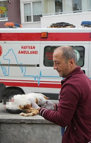 Bolu'yu ayağa kaldıran kedi ölümlerini cinayet büro ekibi çözdü