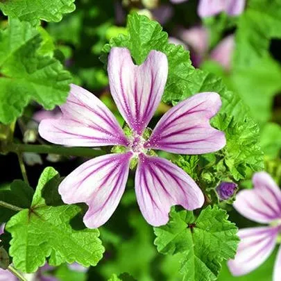 Öksürüğe ebegümeci