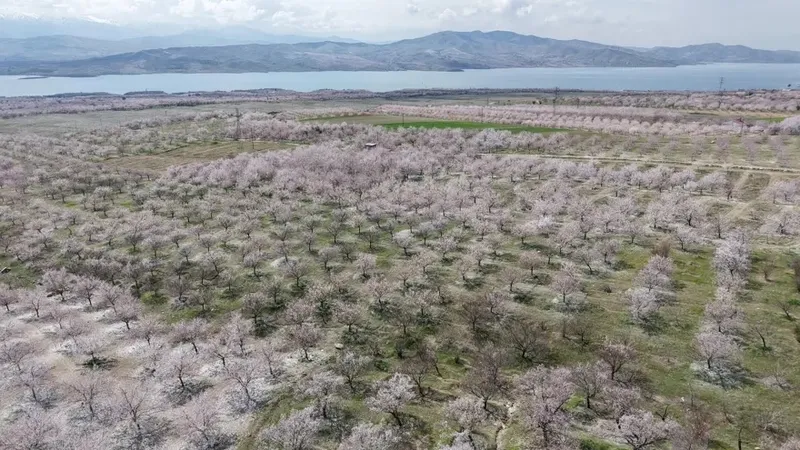 kayisi-bahceleri-gelinlik-gibi-bembeyaz-ureticinin-gozu-ilk-hasatta-1774689951617.jpeg Kayısı bahçeleri gelinlik gibi bembeyaz: Üreticinin gözü ilk hasatta-4