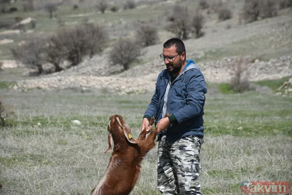 Müteahhitliği bıraktı! Keçi çiftliği kurdu! Süt siparişlerine yetişemiyor - 13