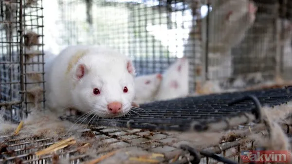 Seyahat koridorlarının kapatıldığı önceki örneklerde, kararın uygulamaya girmesi için iki günlük süre tanınıyordu.